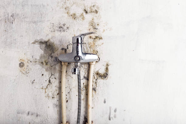 Best Mold Testing and Inspection Services in Mount Pleasant, NC