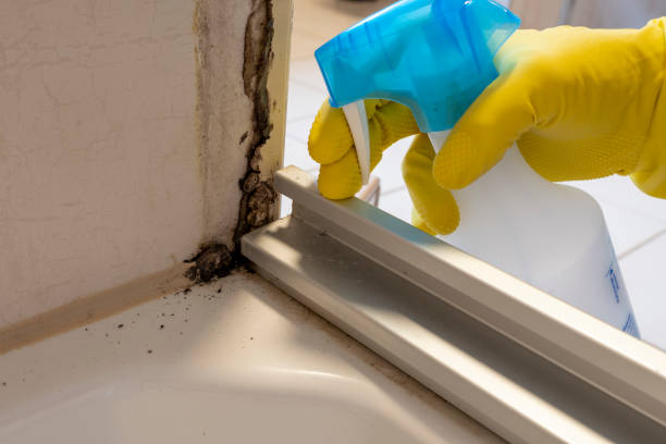 Best HVAC Mold Remediation in Mount Pleasant, NC