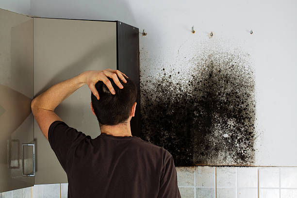 Best Industrial Mold Remediation in Mount Pleasant, NC